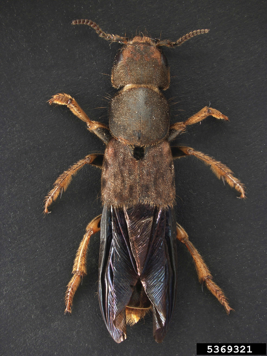 Platydracus_maculosus.png thumbnail