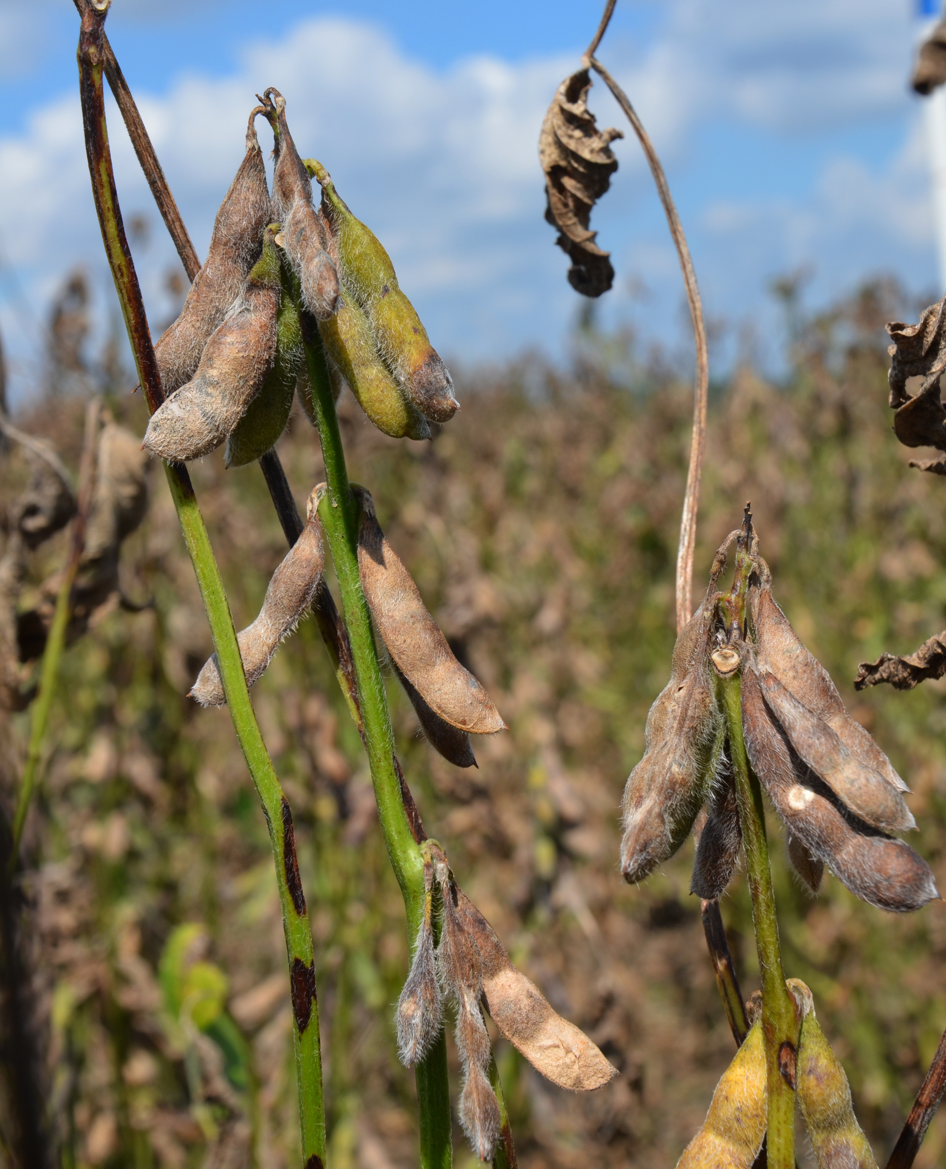 La. soybean crop beats expectations