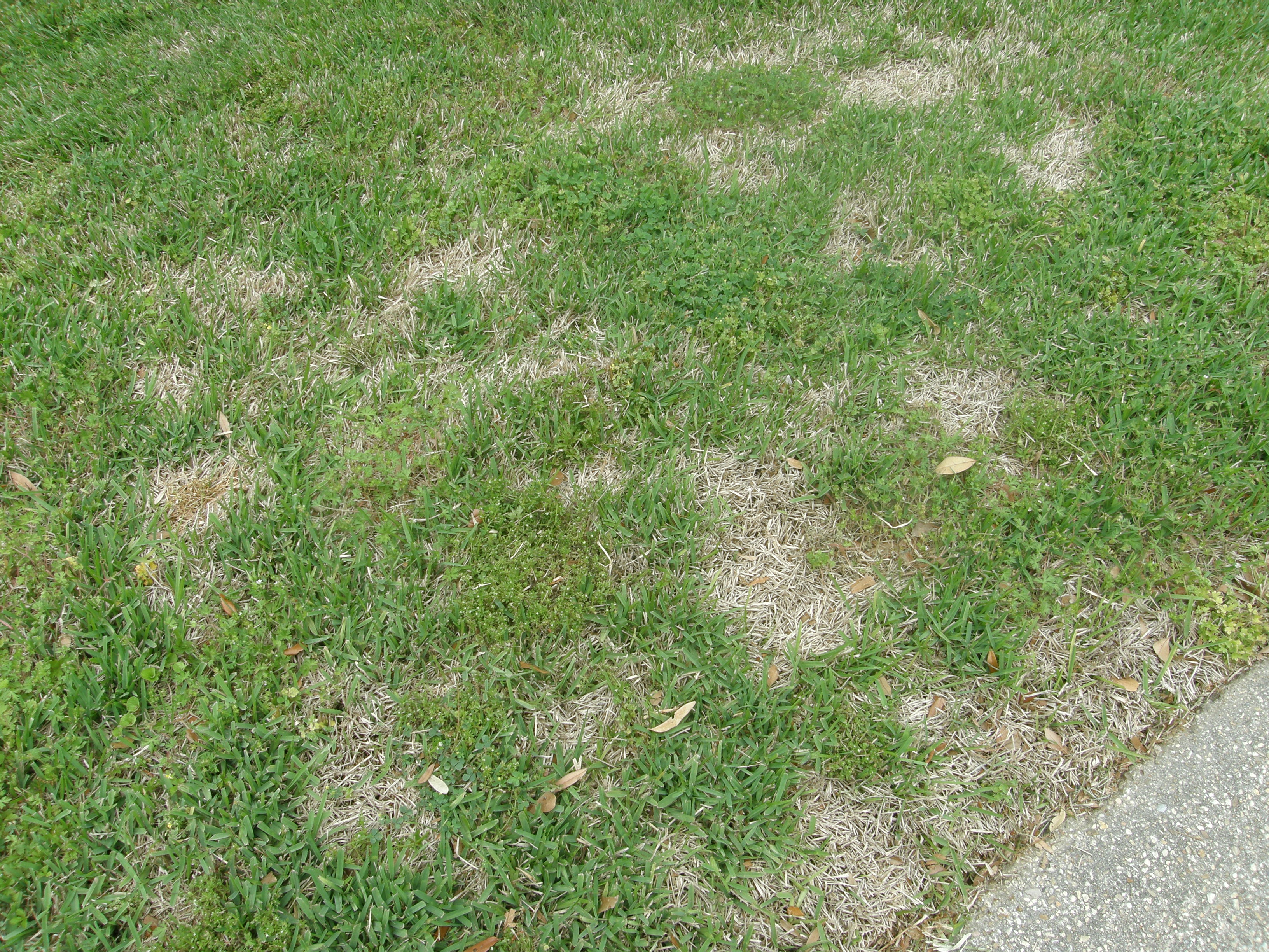 Summertime Lawn Care and Problems
