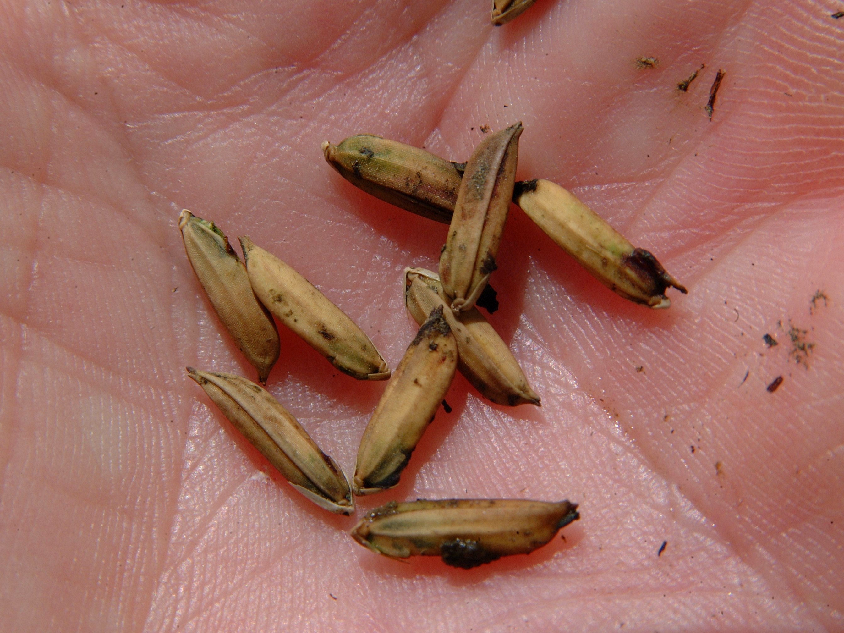 Rice Seed Midge Damage 2