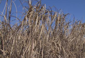 Research continuing on cold-tolerant sugarcane