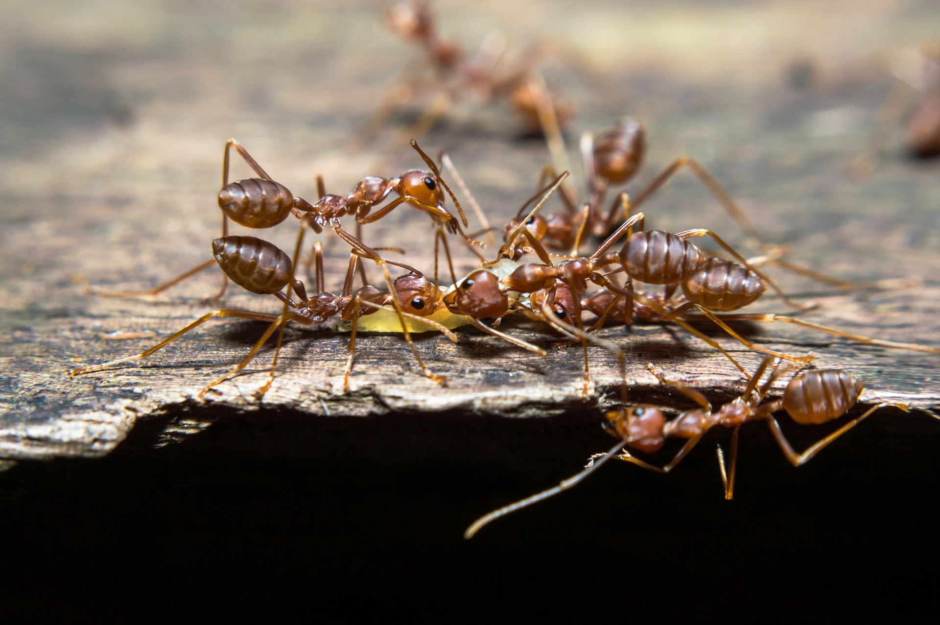 Methods to Control Fire Ants in Your Yard