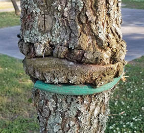 Photo of a tree trunk growing around a previously staked tree.