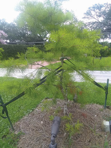 Photo of a properly staked tree.