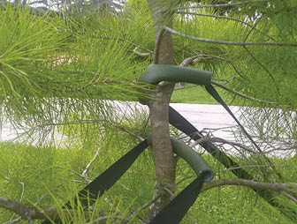 A photo of a piece of hose wrapped around staking wires to protect tree.