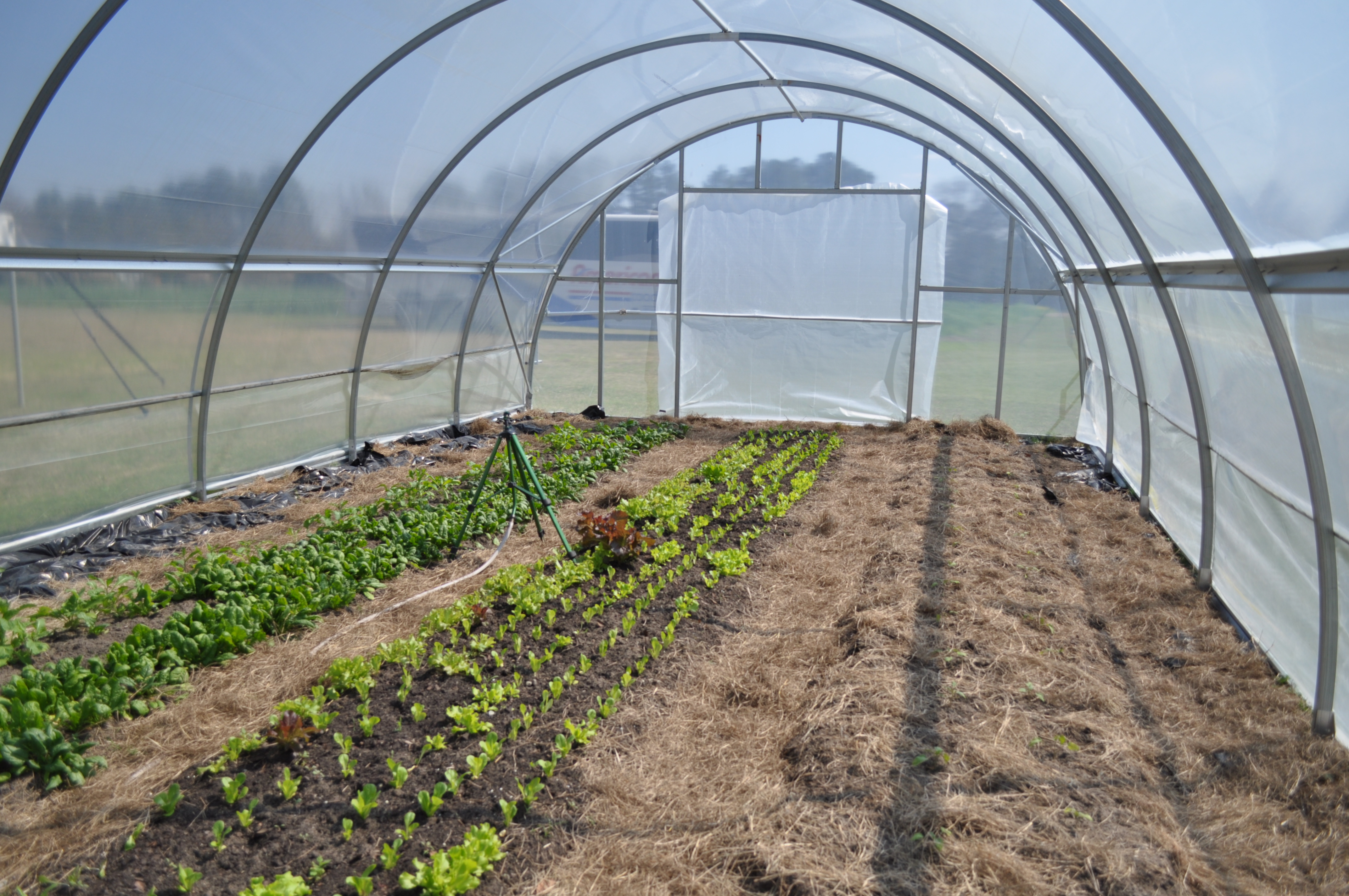 High tunnel vegetable workshops announced