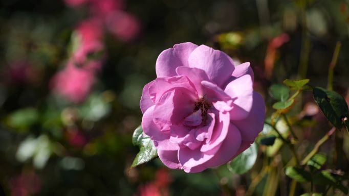 Get It Growing: Gardening can be a great New Year’s resolution 