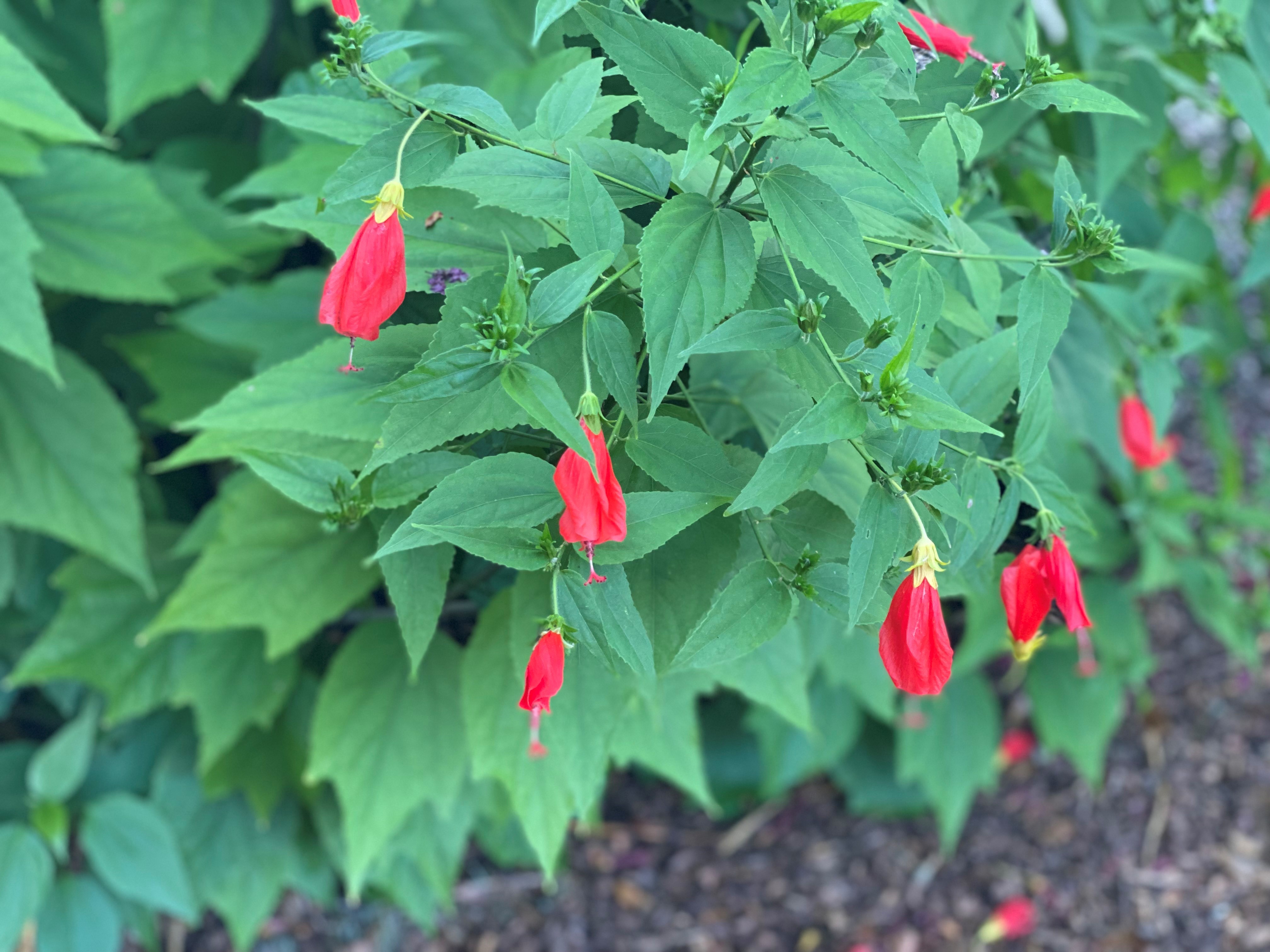 Fall flowers that feed the hummingbirds