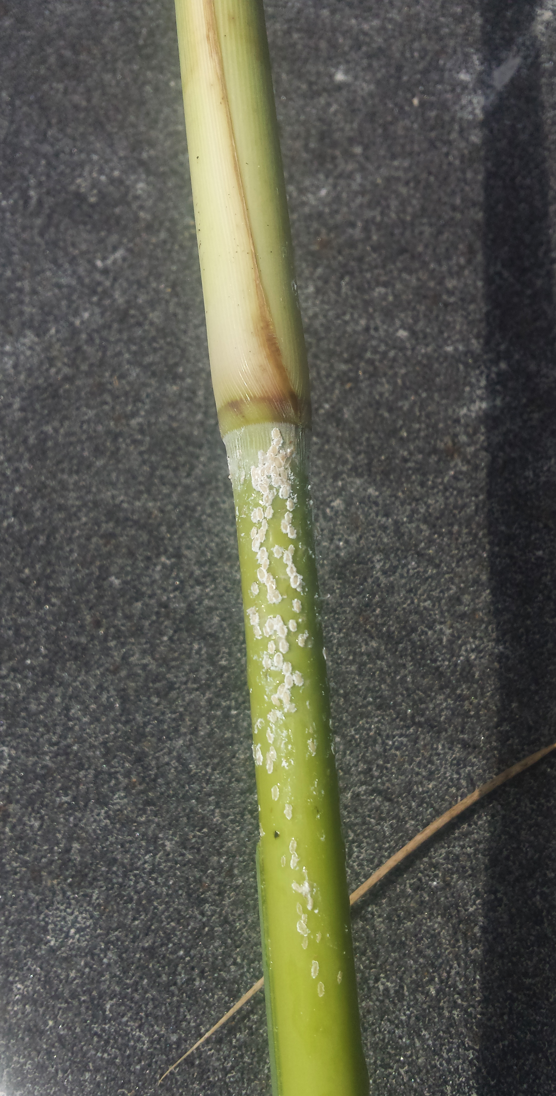 Senate bill includes directives to manage invasive cane scale