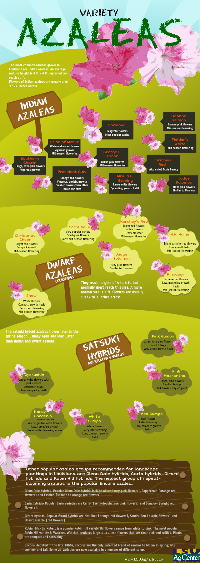 Azalea Varieties for Louisiana Infograph