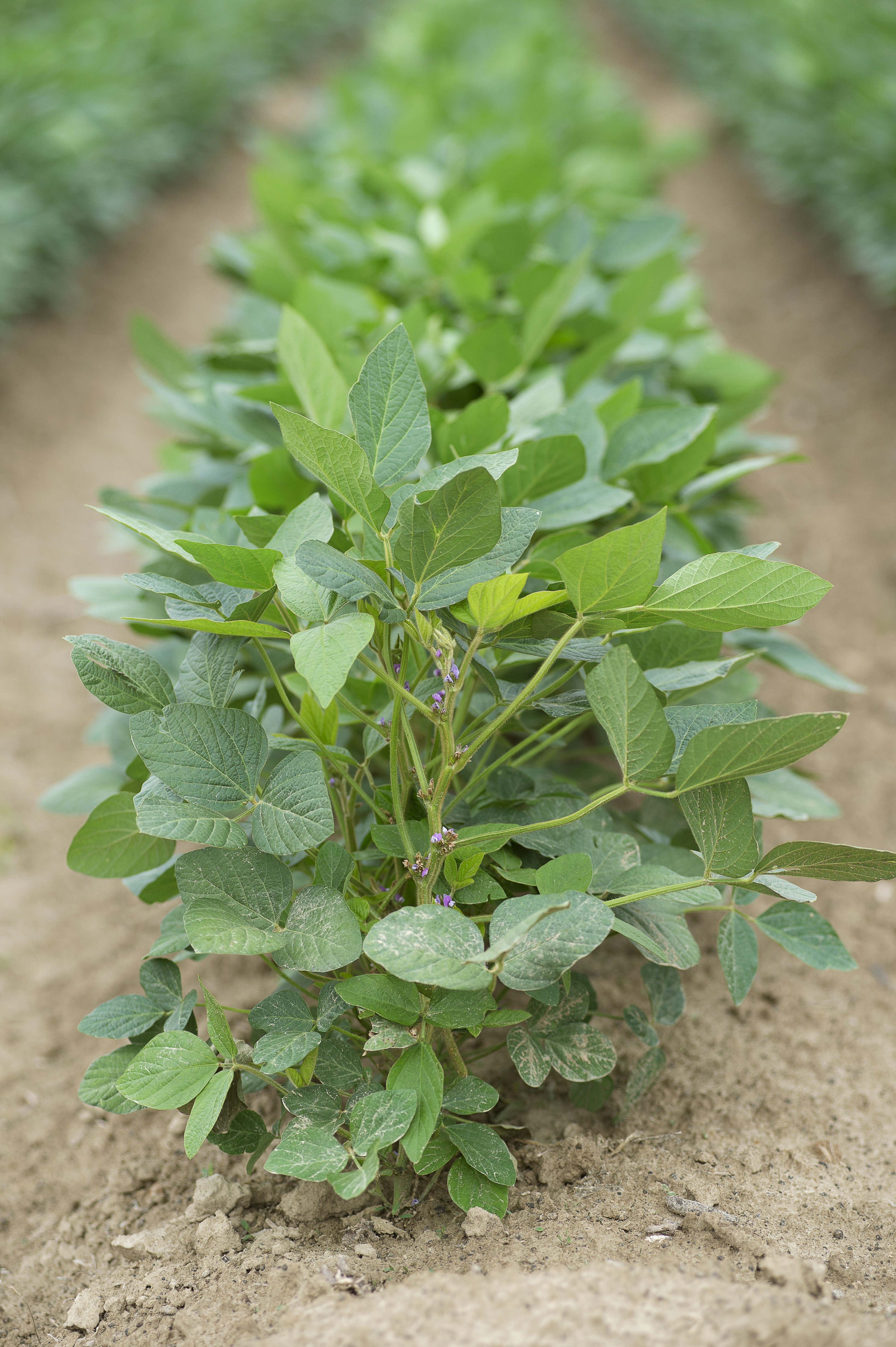 Understanding Glyphosate and Its Role in Agriculture