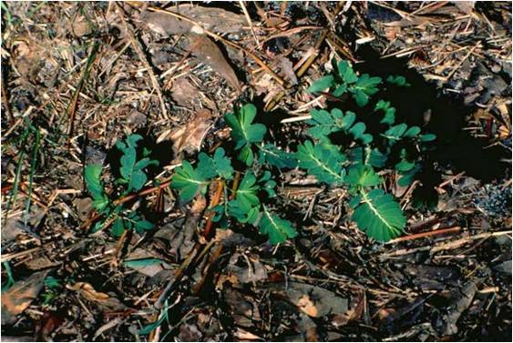 Chamberbitter Weeds