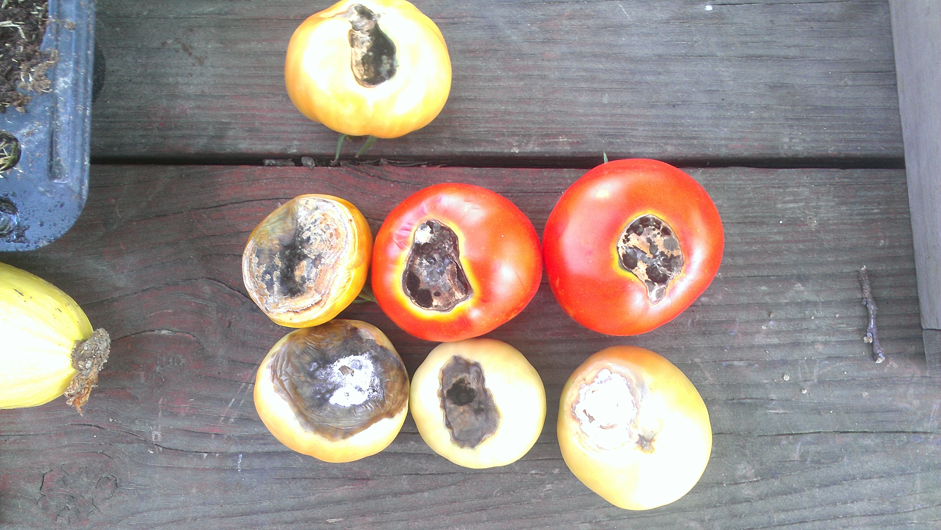 Gardeners Concerns About Tomatoes