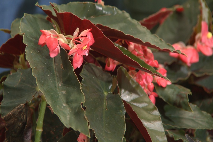 Begonias offer incredible variety for shade gardens
