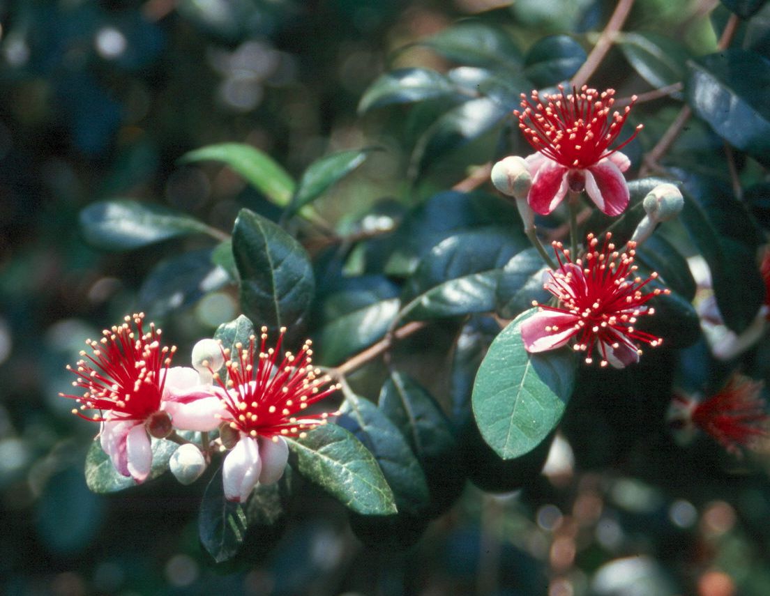 Pineapple guava great for privacy screens edible fruit