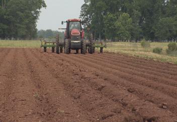 Cotton planting nearing completion