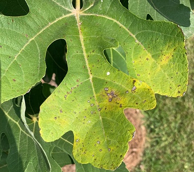Working in the Landscape: Soil Testing, Fig Rust, Southern Watergrass, and Insect Barriers