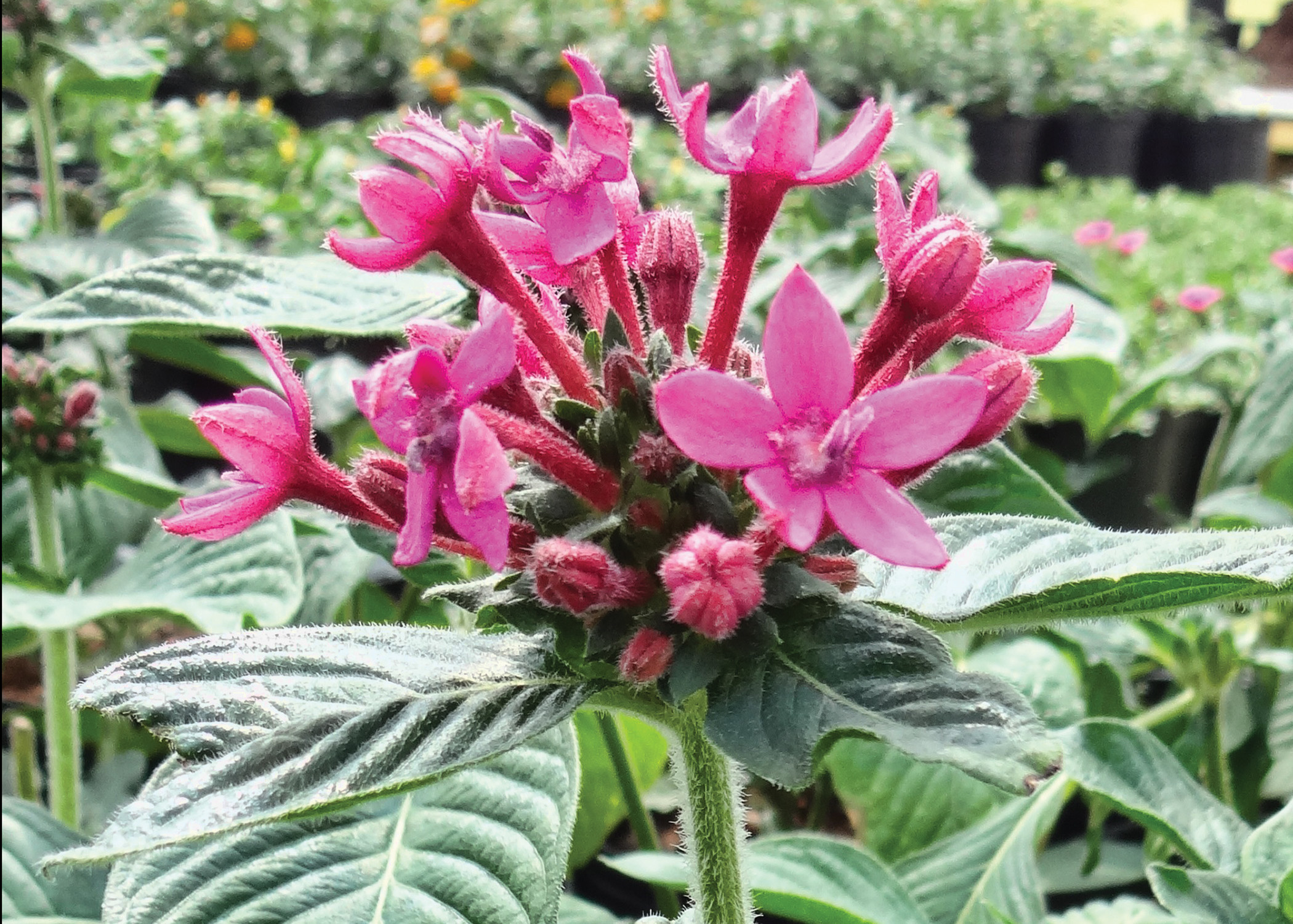Plants with Potential