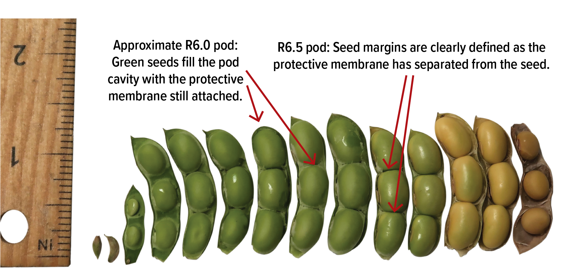 Soybean pod and seed growth and development.