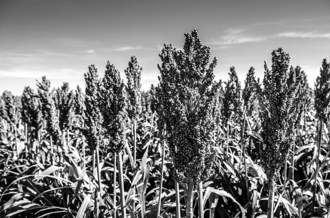 Grain Sorghum Hybrids for Grain 2023