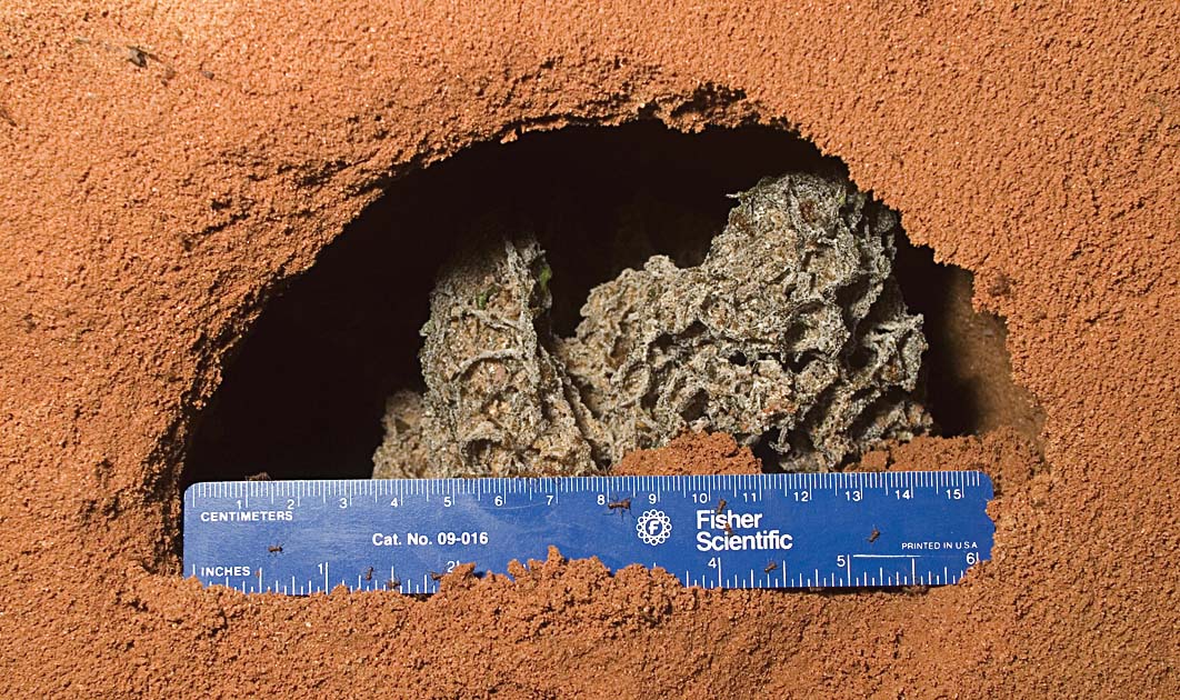 Leaf-cutting Ants: Miniature Town Builders