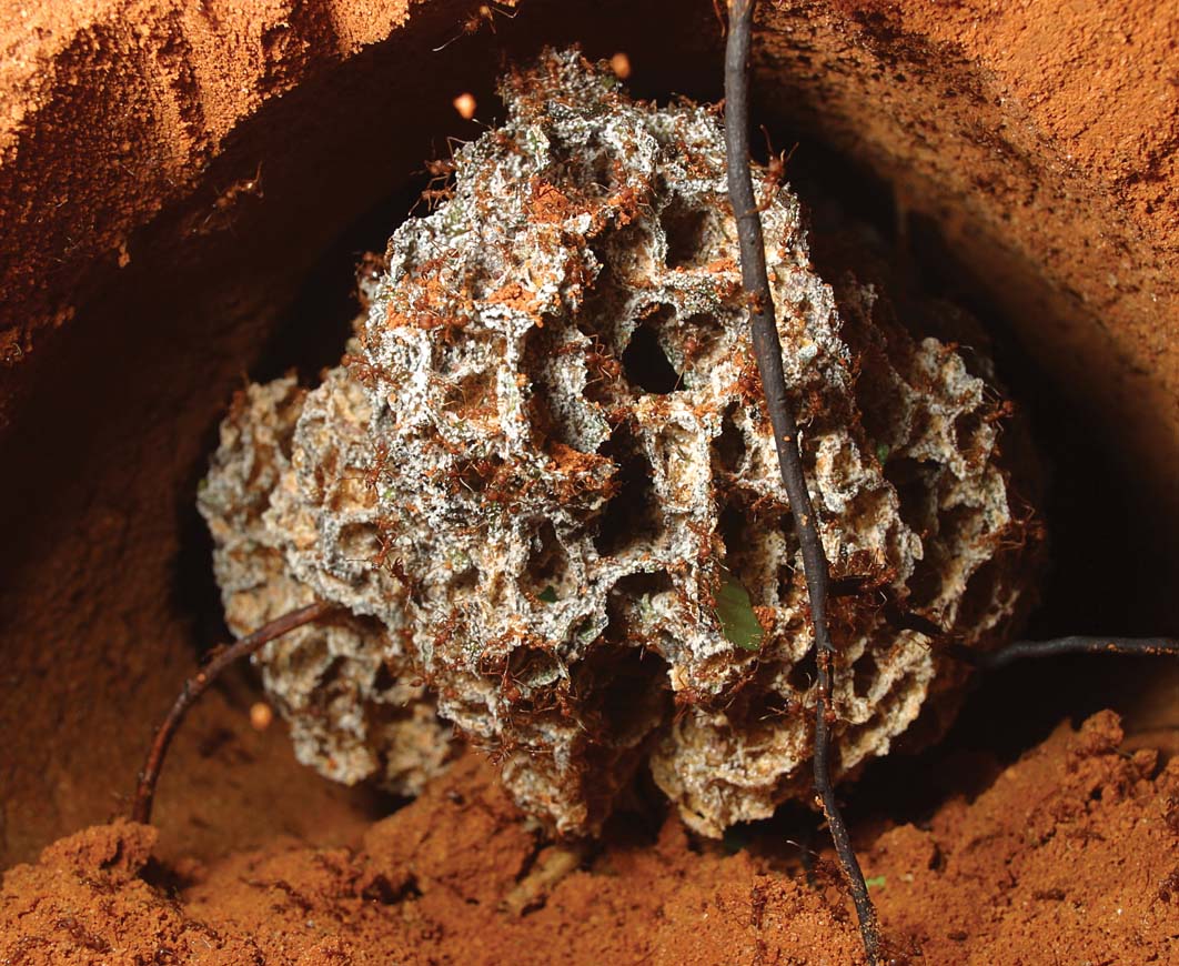 fungus garden