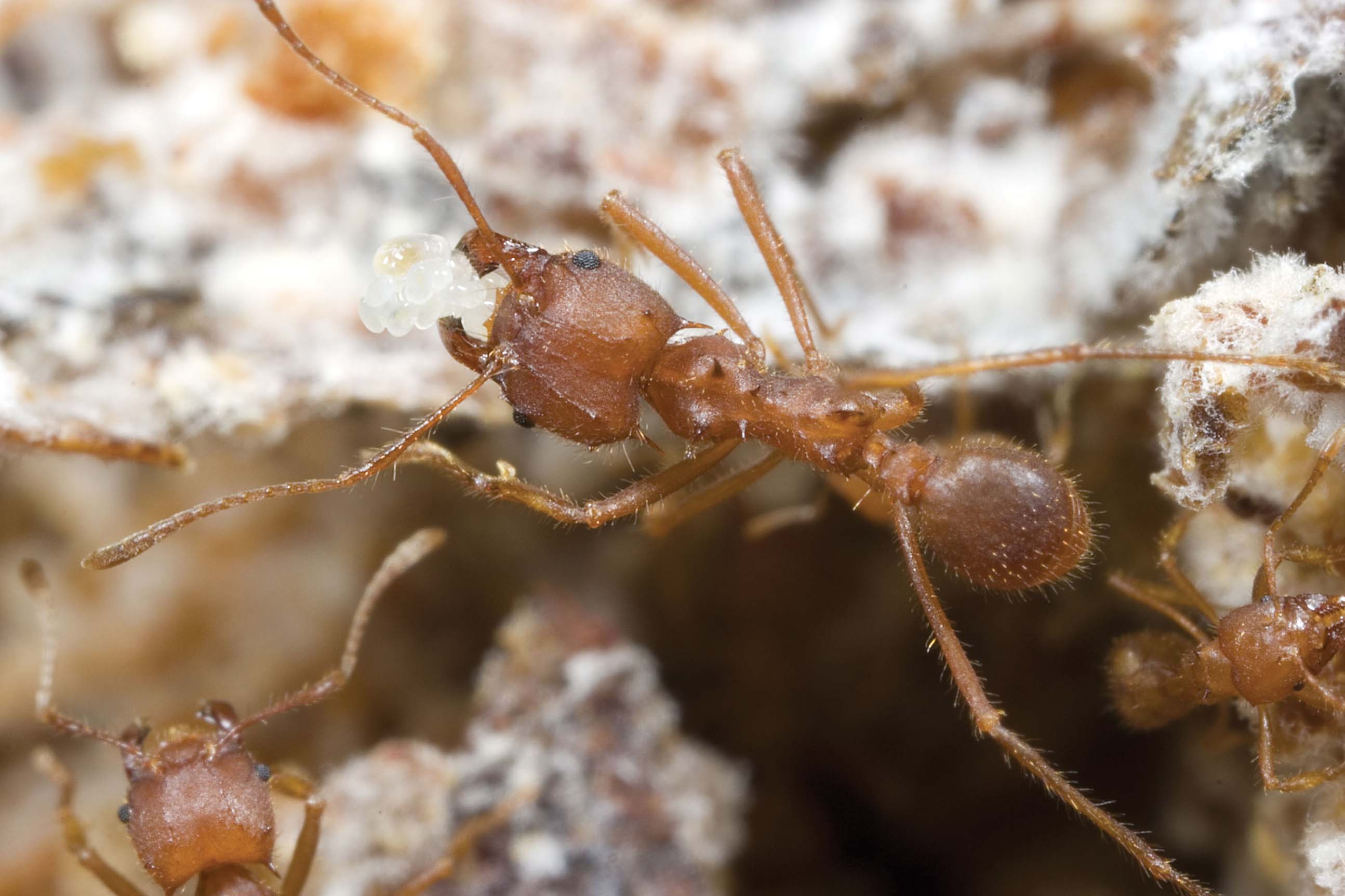 Leaf-cutting ants often excavate soil near roads