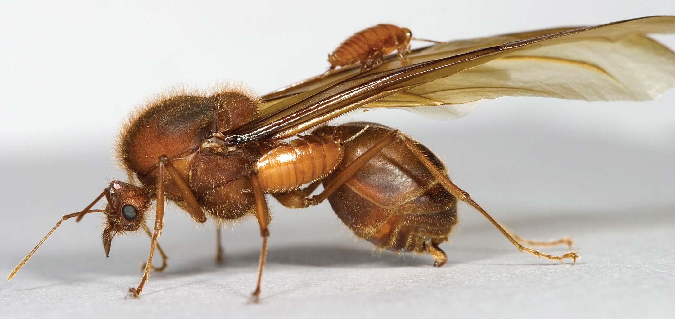 winged reproductive with two cockroaches
