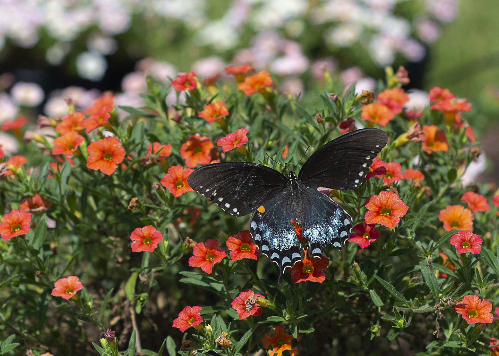 Hammond Research Station vital, accessible to the nursery and landscape industry