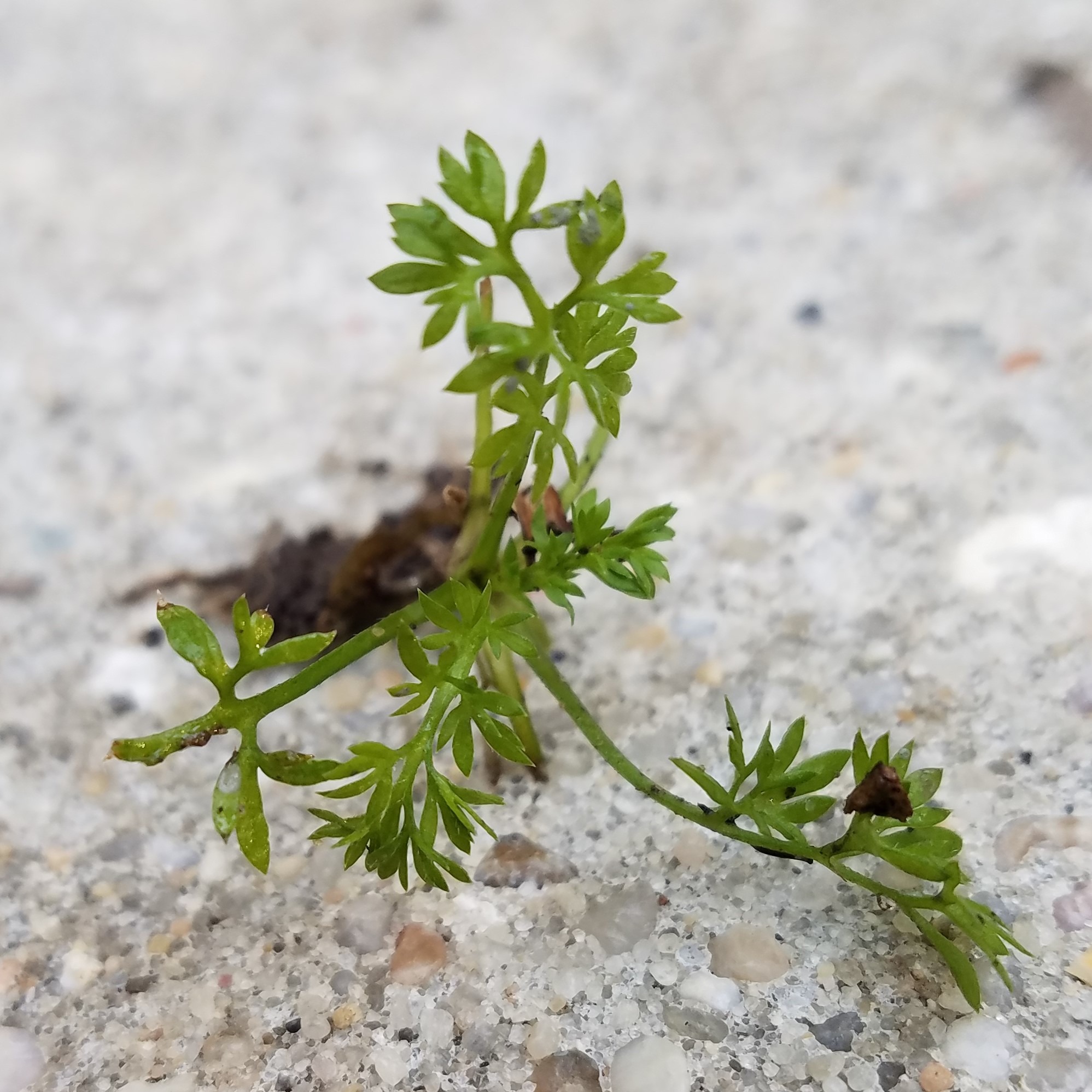 Managing Winter Weeds in Lawns