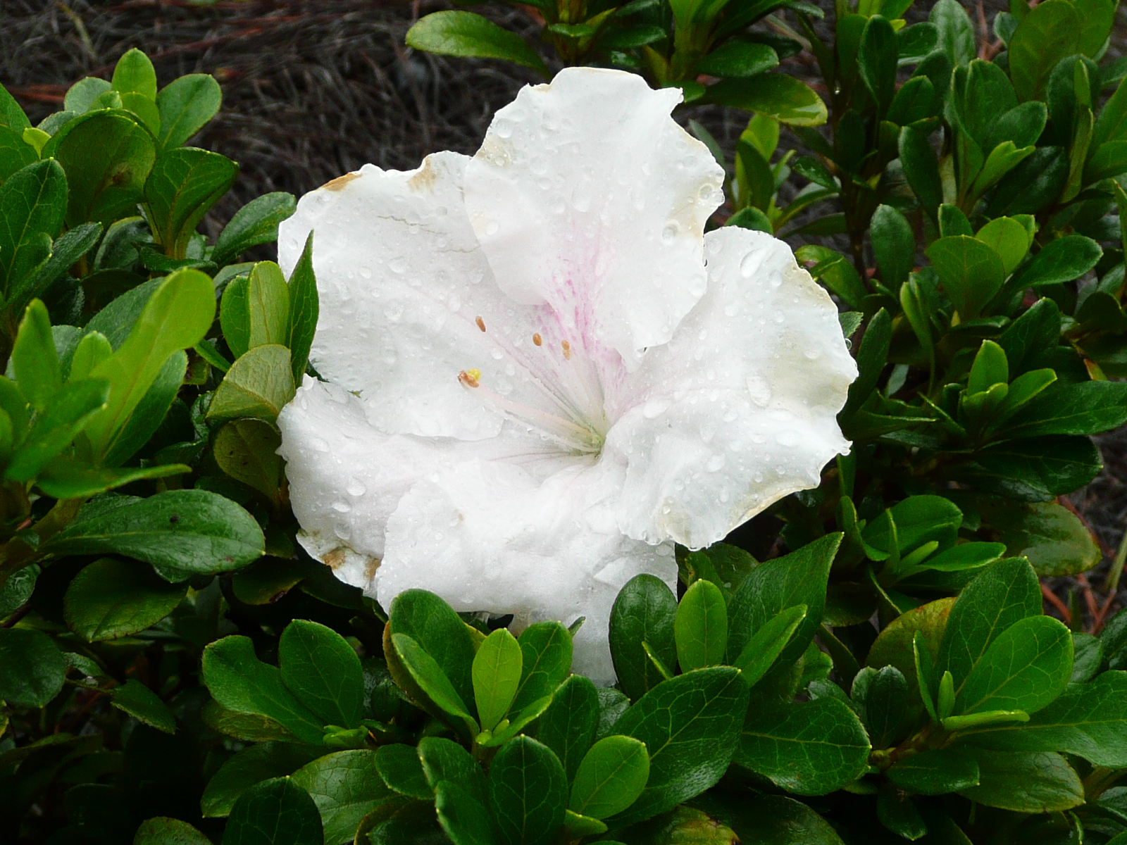 A white flower.