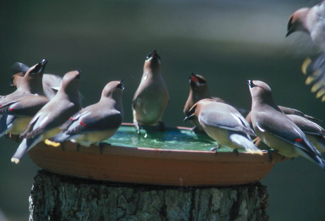Taking care of our feathered friends