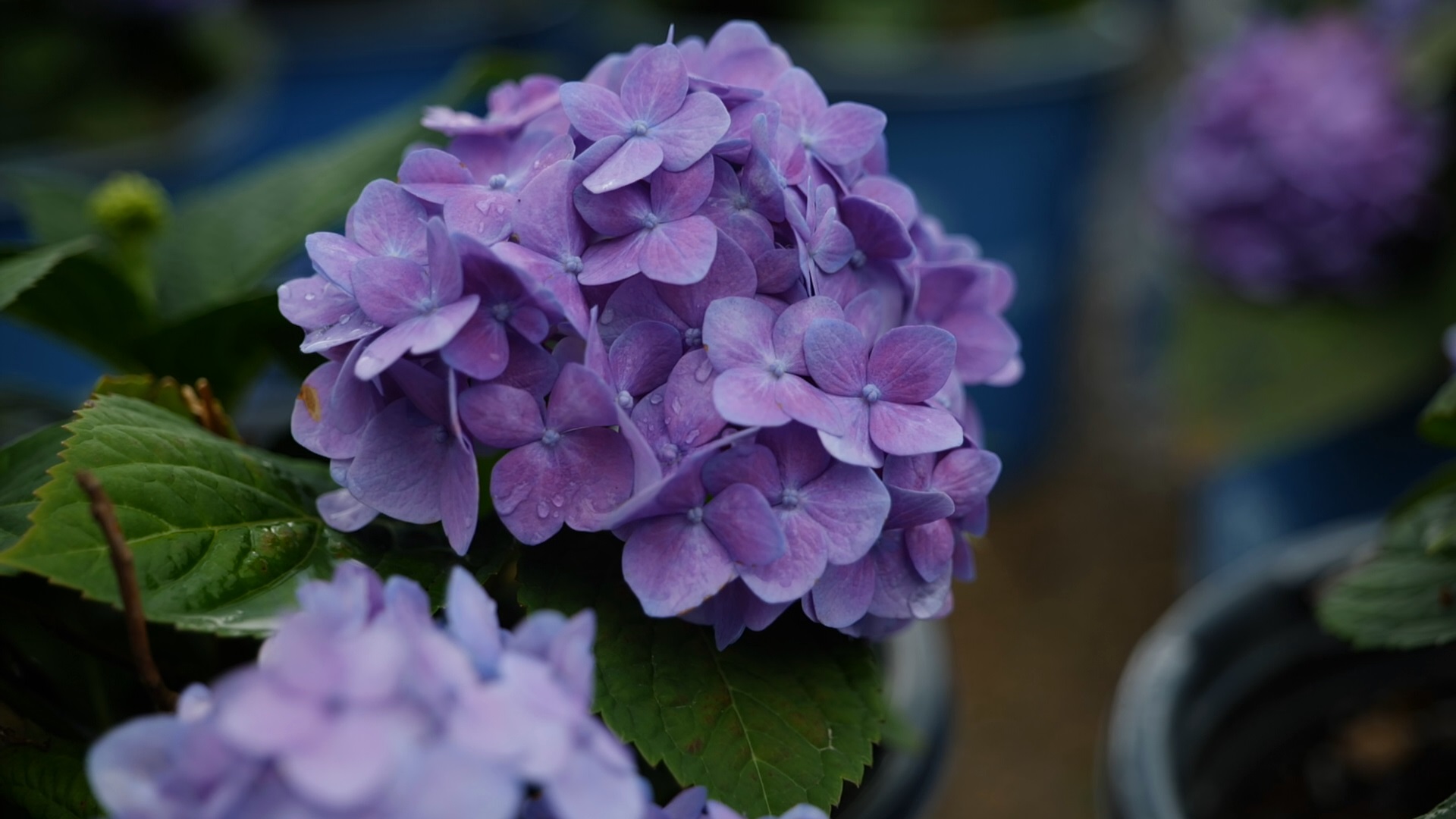 Get It Growing: Time to hype the hydrangea