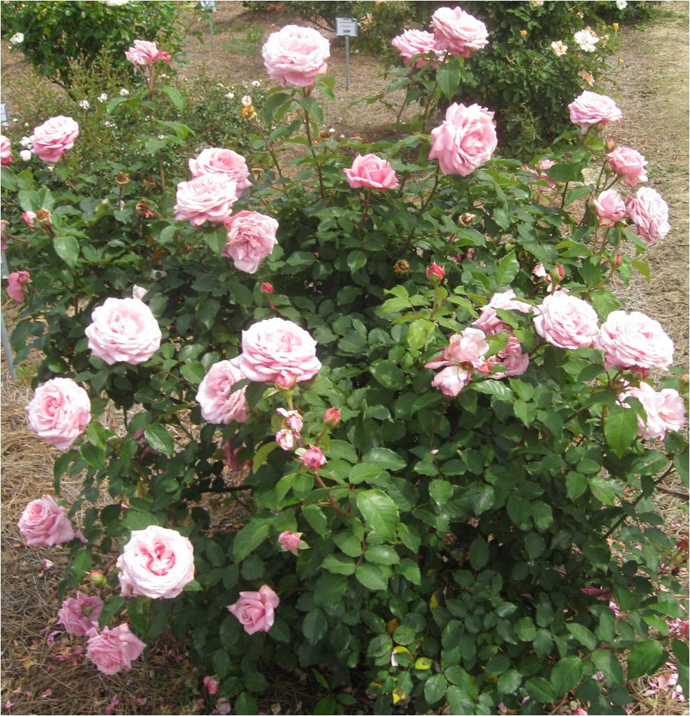 Belinda's Dream Rose  – Louisiana Super Plant Fall 2011