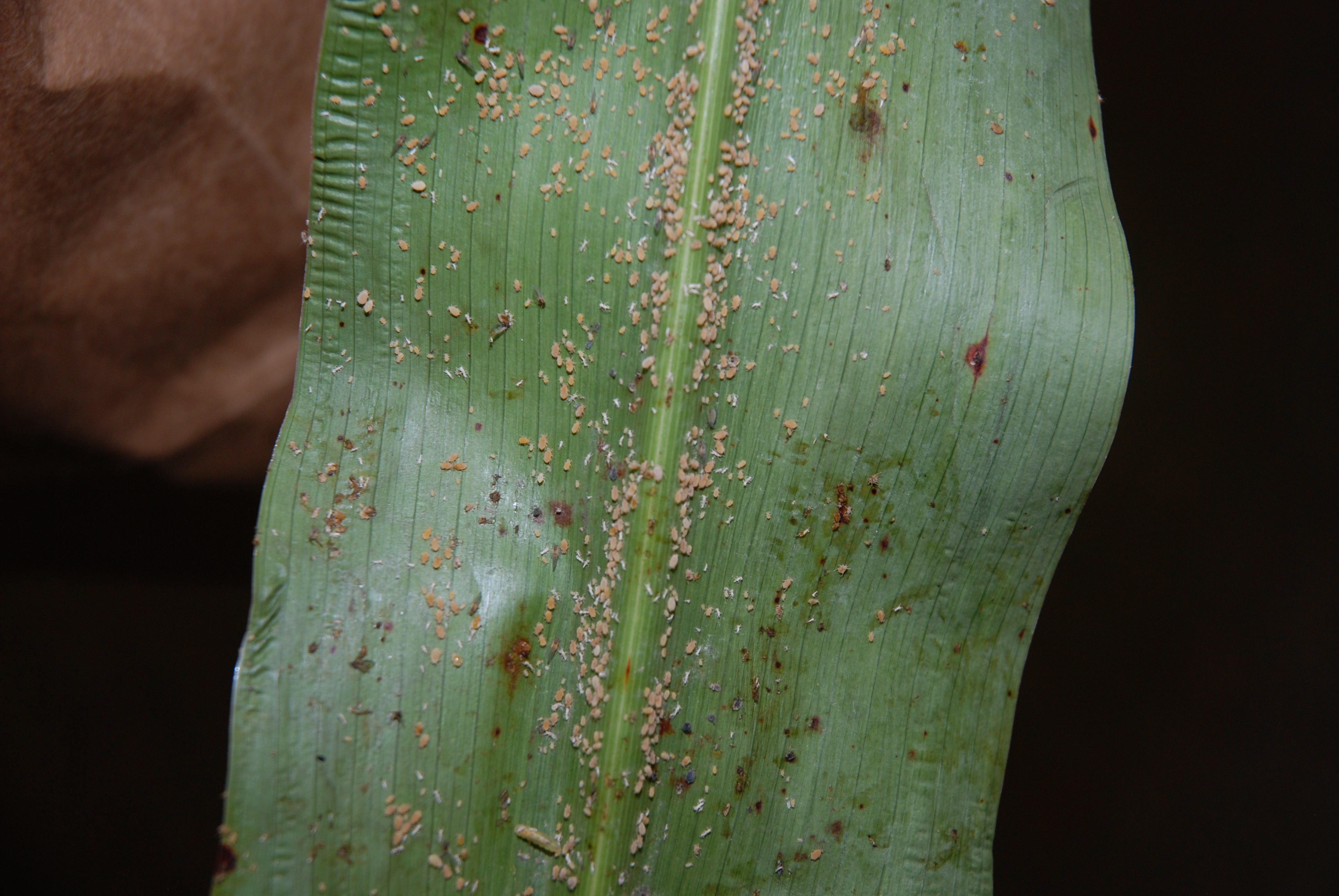 LSU AgCenter offers guide on sugarcane aphid-resistant sorghum hybrids
