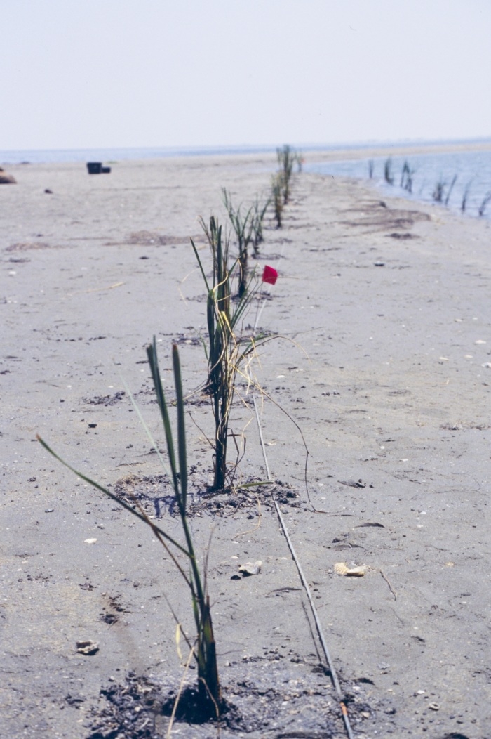 Restoration plants on Barrier Island.