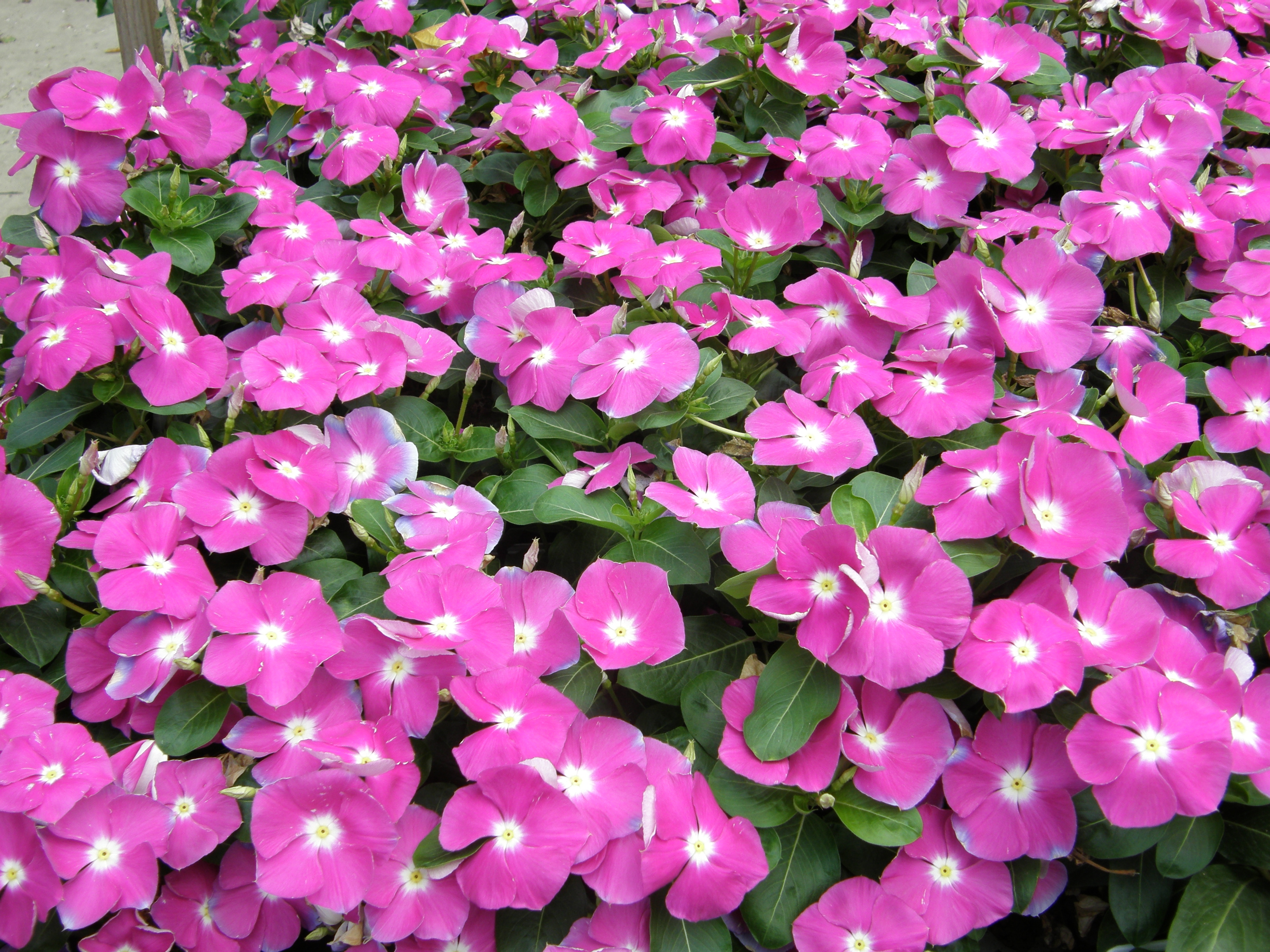 Tips for Growing Vinca