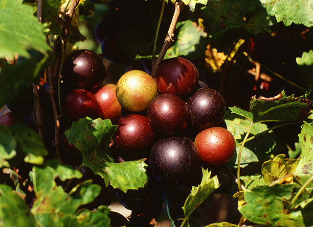 Prune Muscadine Vines Each Winter