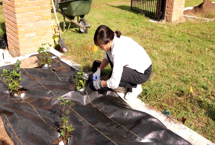 Tea plants to be used as a fence and research tool