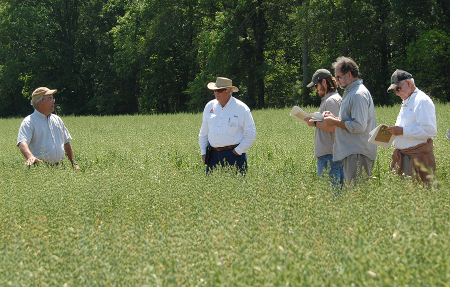 LSU AgCenter plant breeder Steve Harrison