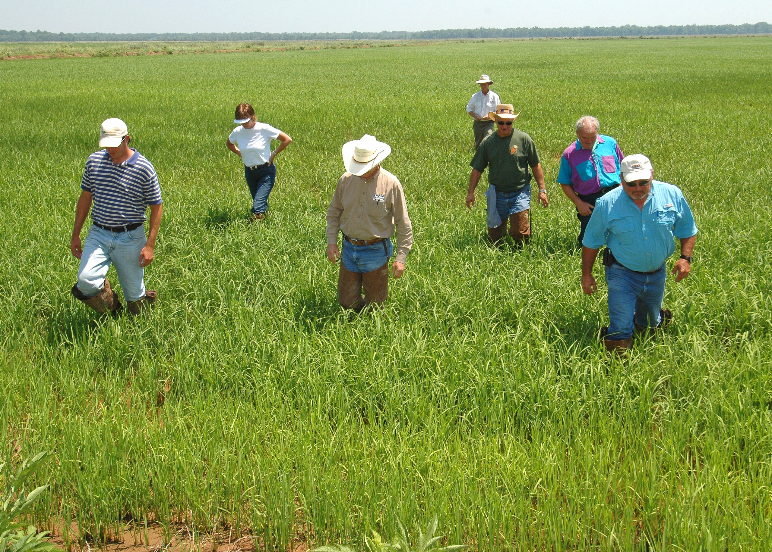 Louisiana Rice Research Verification Program