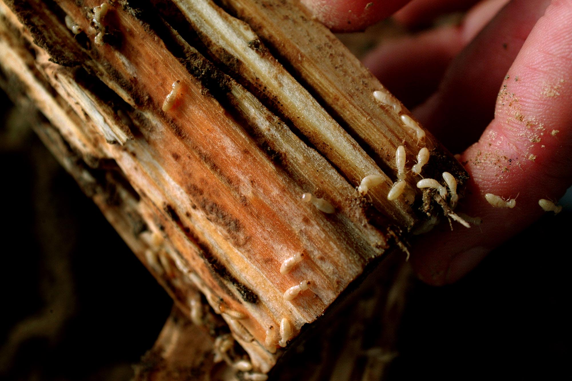Formosan termite numbers rising in East Baton Rouge and Louisiana