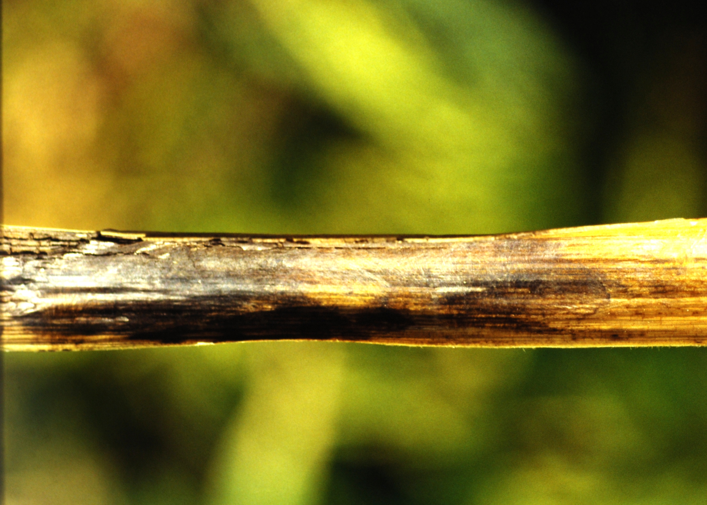 Inside of Rice Leaf Sheath