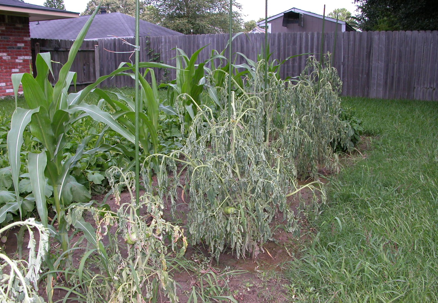 Scalding-out of Vegetable Gardens