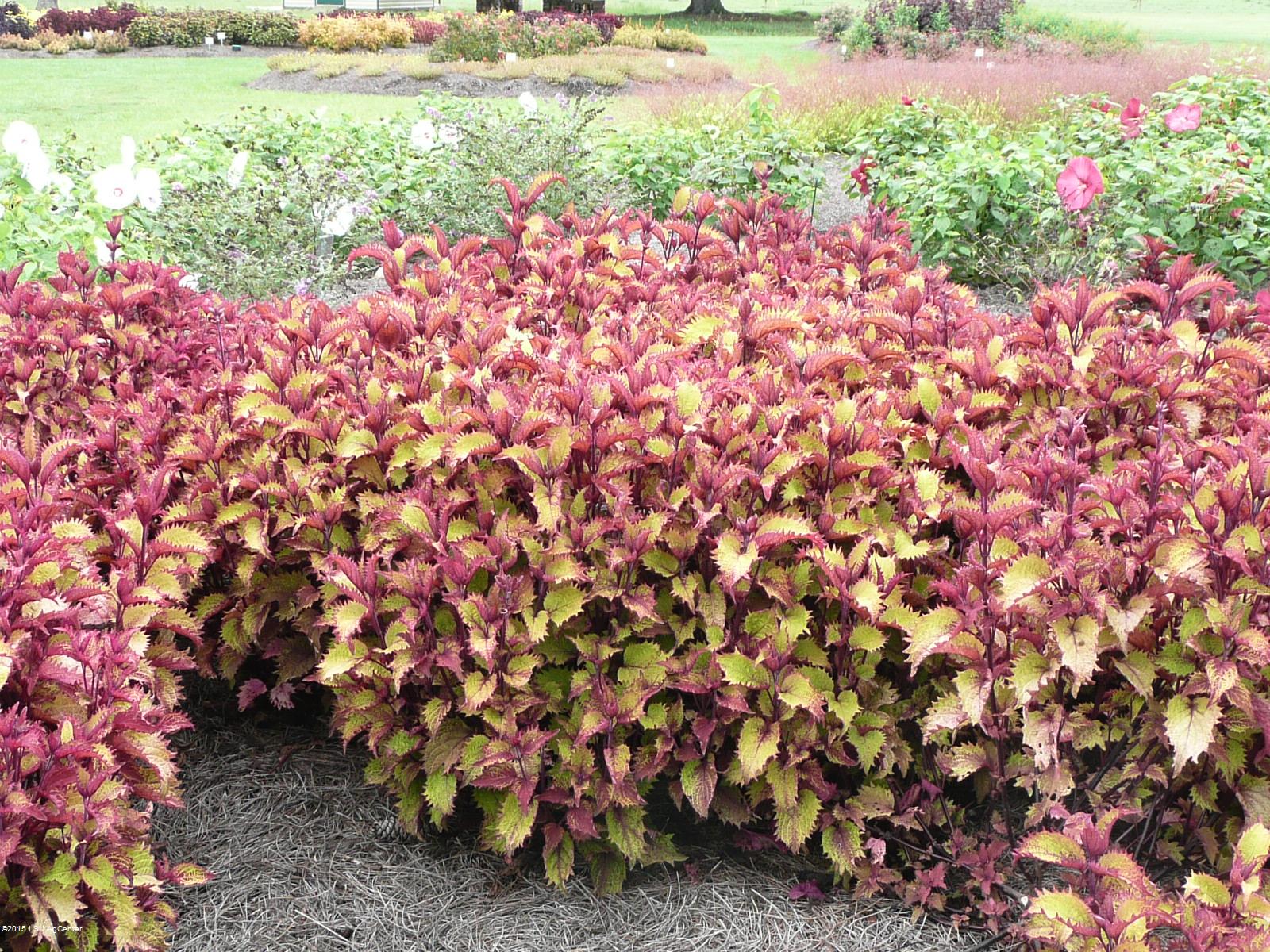 Henna coleus named Super Plant