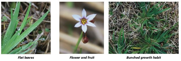 Image of flat leaves, flower and fruit, and bunched growth habit
