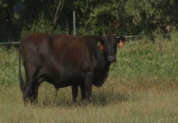 AgCenter research looks at water quality from cattle pastures