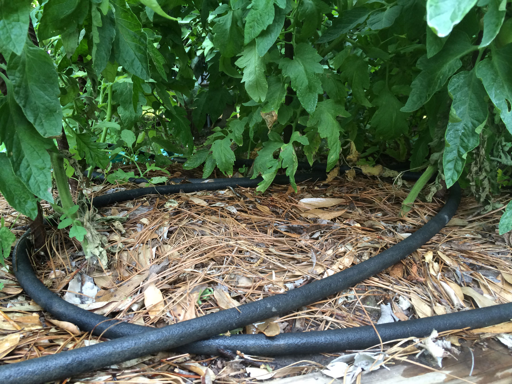 Hose in a bed of leaves in garden.