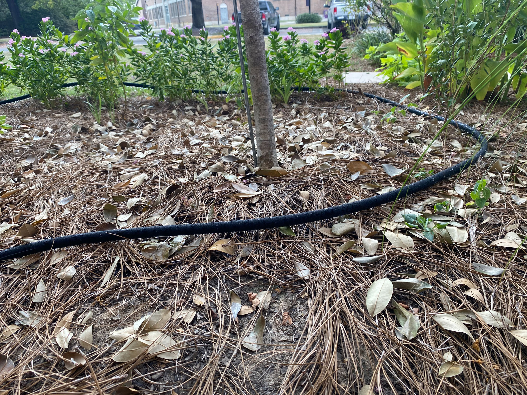 Hose in garden bed.
