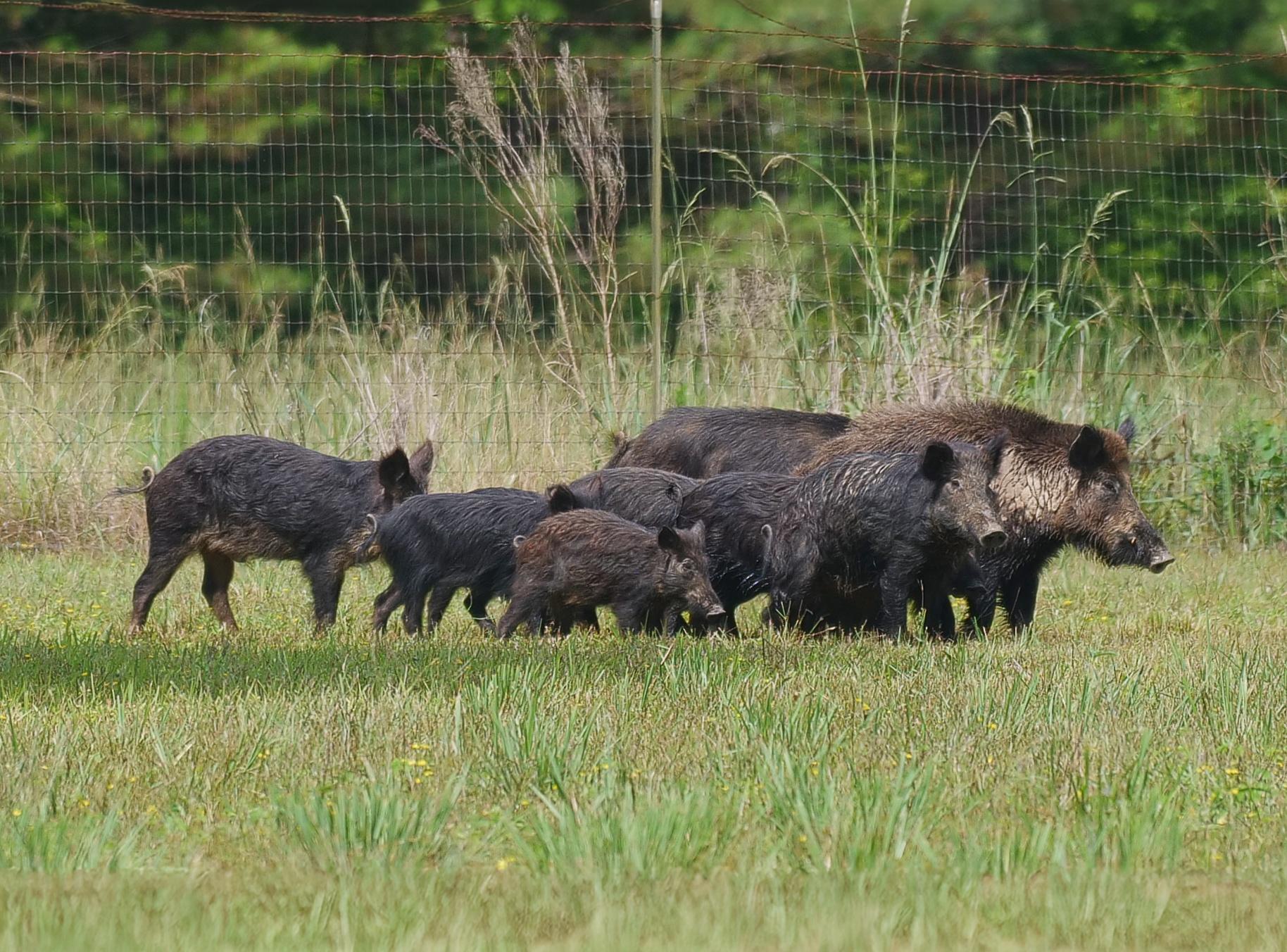 Patented sodium nitrate bait targets rampant feral hog problem